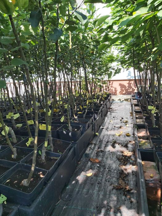 Pomi fructiferi si arbusti fructiferi in ghiveci
