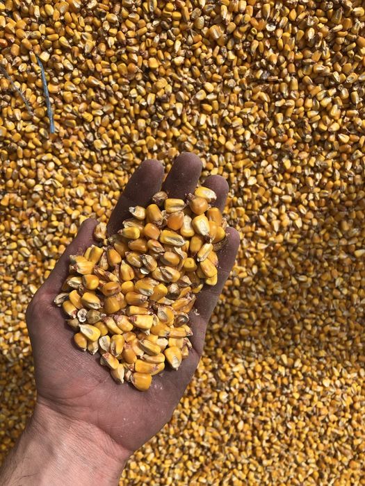 Aduc la comanda porumb grau orz