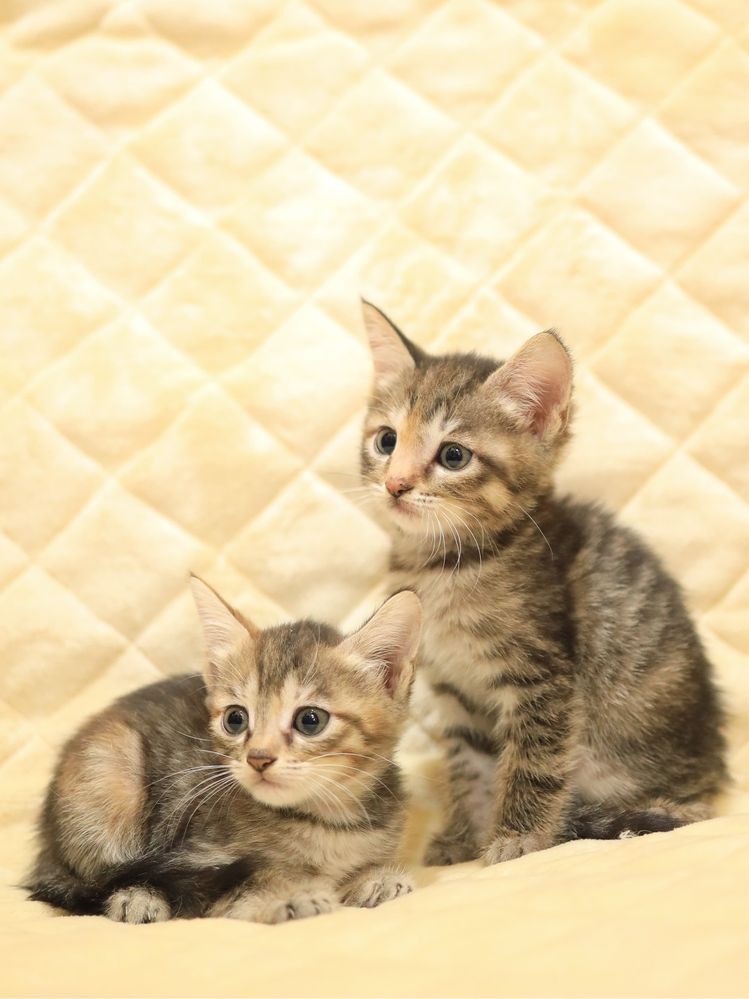 Ищу добрых хозяев для Кошки и котенка