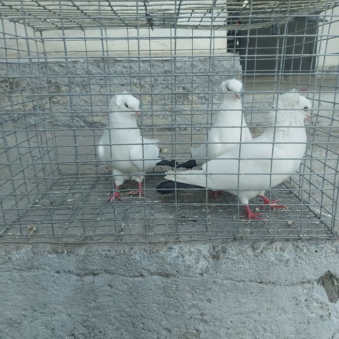 Чернахвость чубати бровястые  обрезные