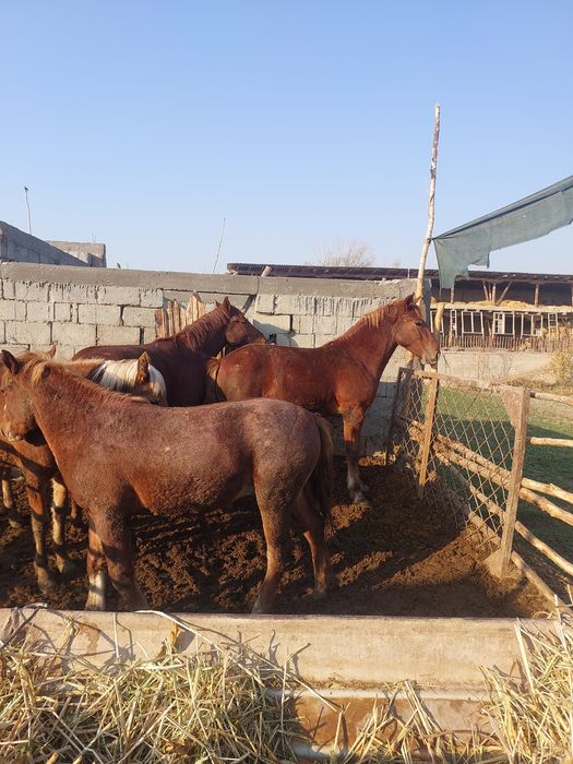 Бокилган тойлар гуштга