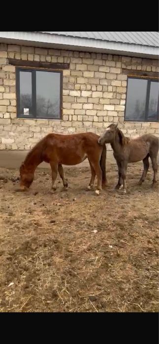 Құлынды Бие.Кабыла