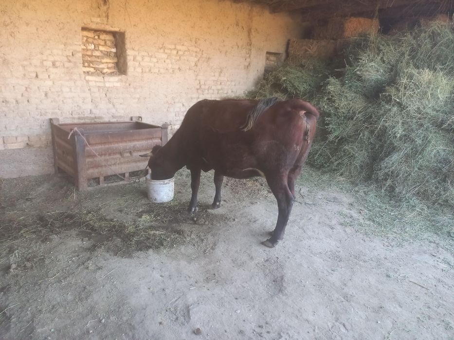 Бугоз шу ойни охирига тугади