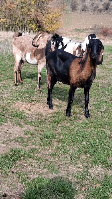 Vând capre Anglo Nubiene cu Pedigree