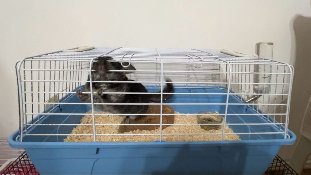 chinchilla neagra