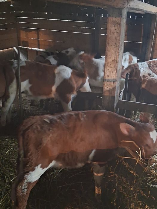 Vitei încărcați .