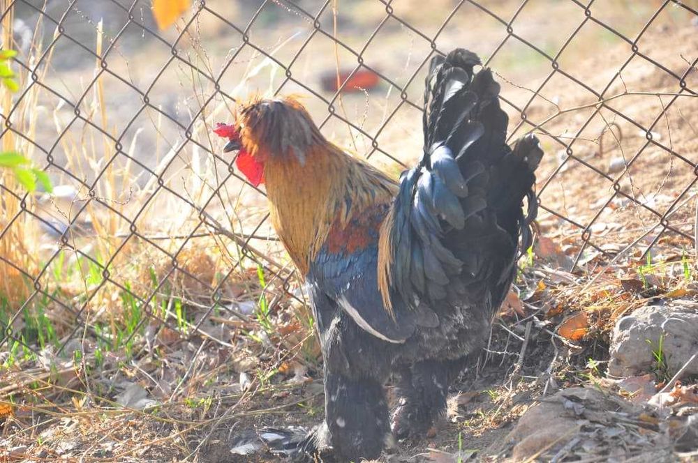 Ұсақ тұқымды (карлик) қораз/карликовый петух