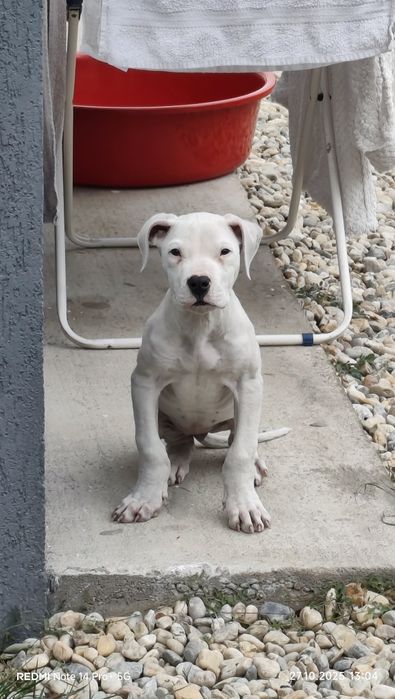 Dog Argentinian Femela