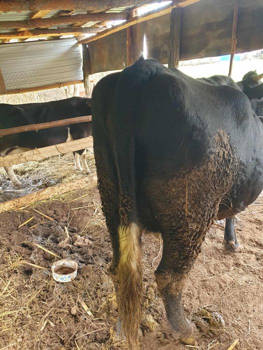 Vand vaca ,gestanta 9 luni