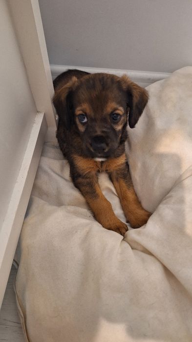 Donez catelus metis cocker spaniol