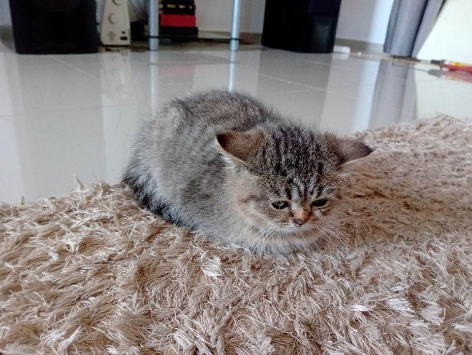 Vând pisici british long hair