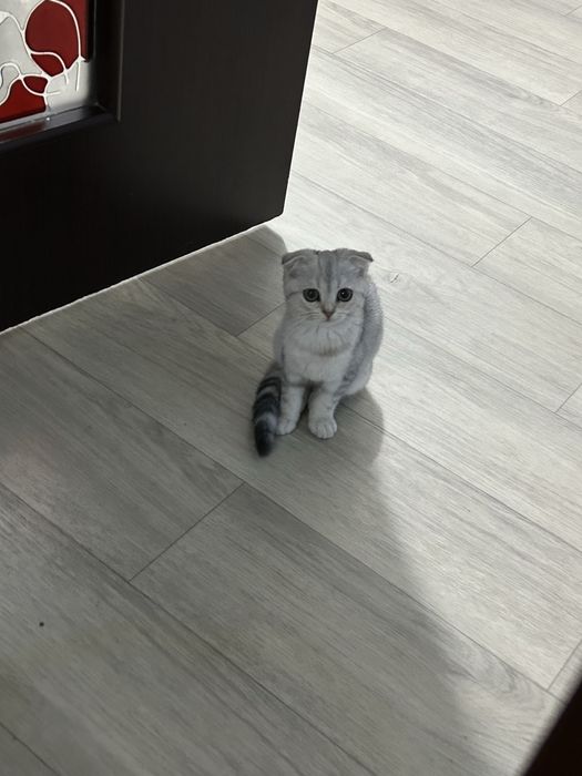 Отдам в конце месяца