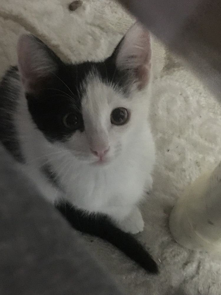 Ищем дом для котенка