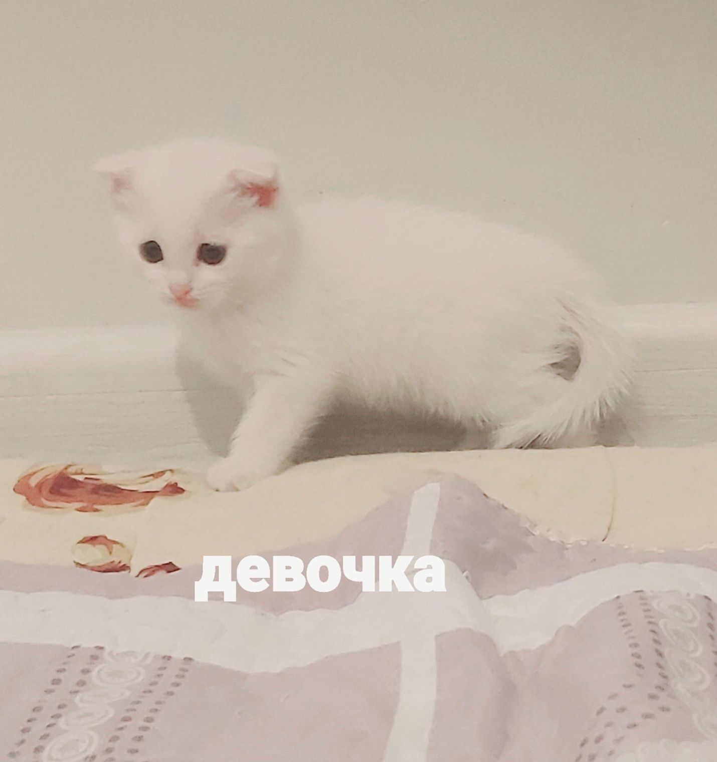 Белые Шотландские котята