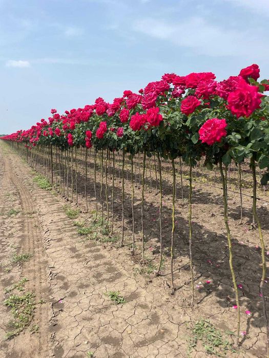 Trandafiri, pomi fructiferi și plante ornamentale – Livrare oriunde!