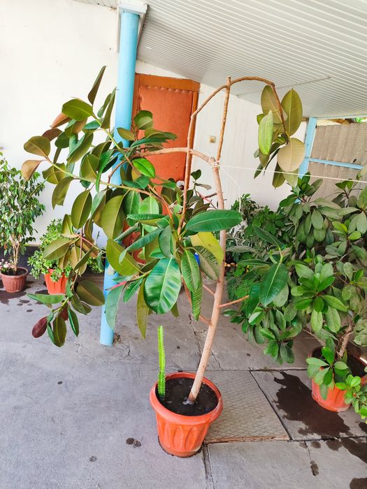 Fikus guli uyda oʻstirilgan