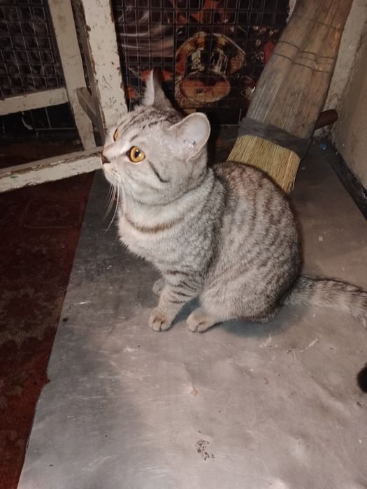 Продам кошку британская короткошерстная