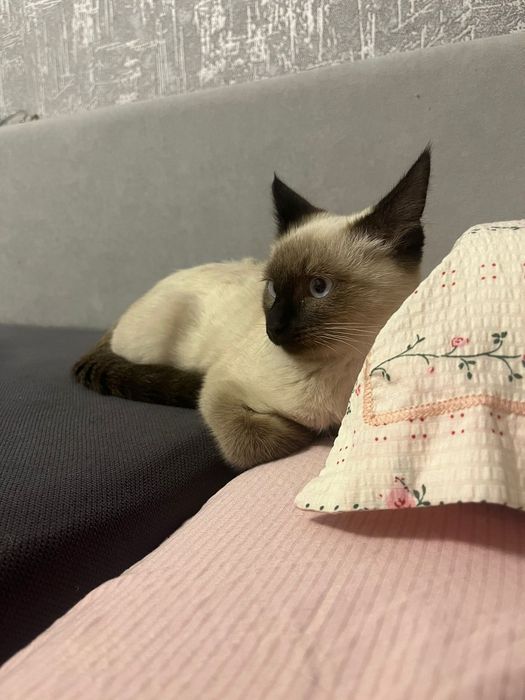 Сиамский кот ищет новых хозяев