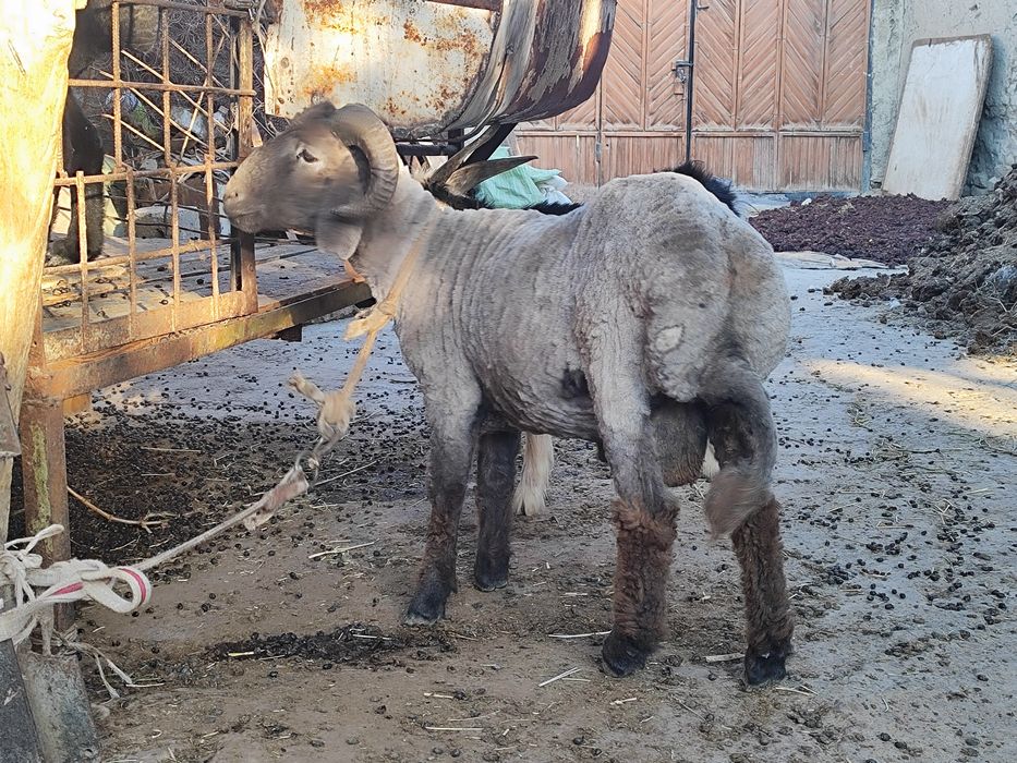 Қўчқор сотилади срочна