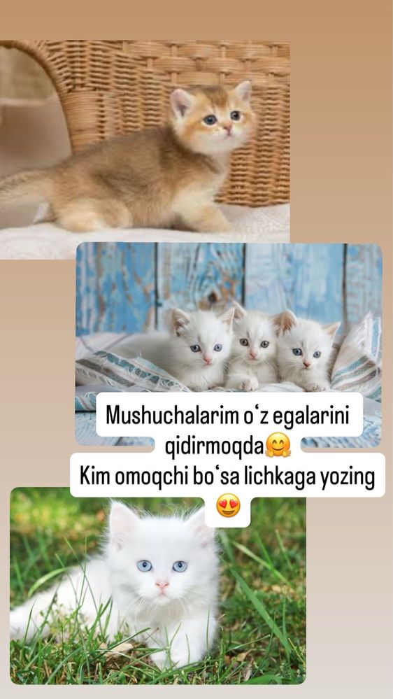 Котята от британца ищут дом
