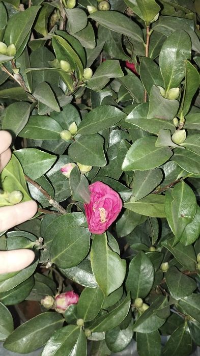 Камелия японская азалия японская
