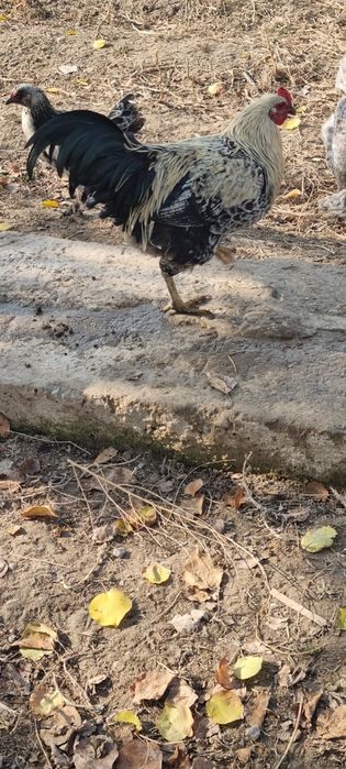 Zottor ho'roz 200ming va tovuqlar 150 mingdan