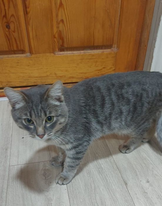 Котику нужен дом!