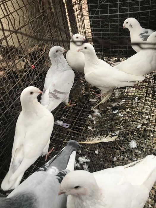 Vand sau schimb porumbei