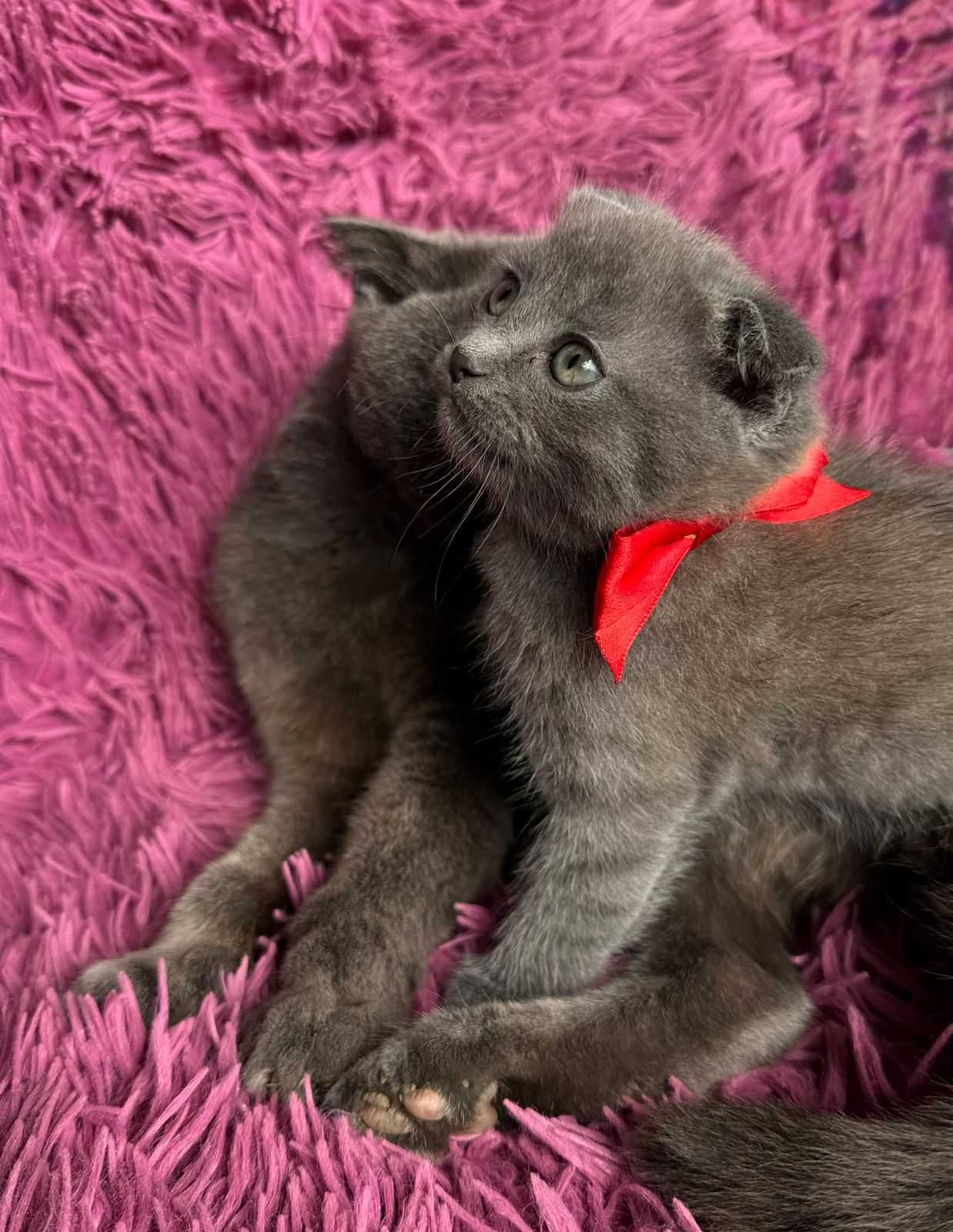 Шотландский вислоухий котенок (девочка) ищет любящих хозяев
