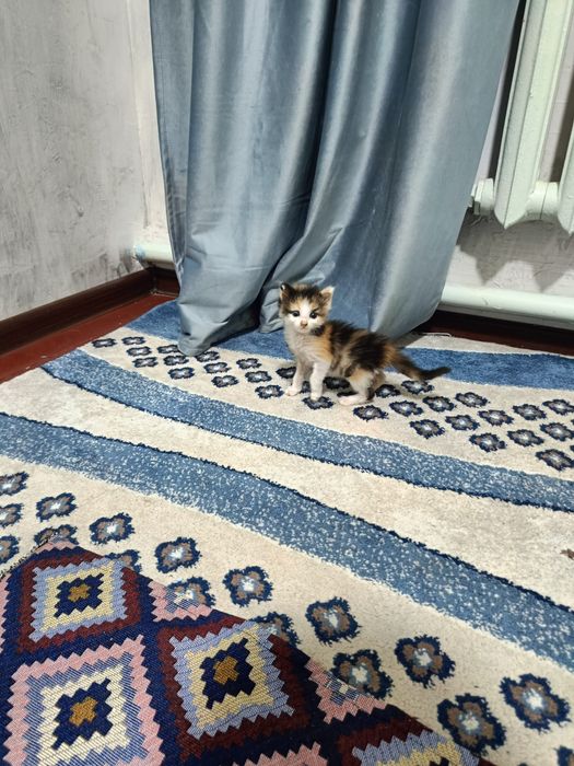 Мысык қолға беріледі