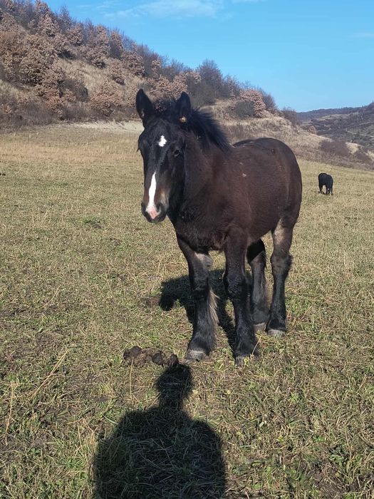 Herghelia Miclea vinde manz belgian de 6 luni