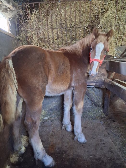 Vand manza de 7 luni !