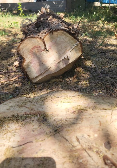 Продается можжевельник, цена договорная Ширина 27 см, длина 2,50. арша