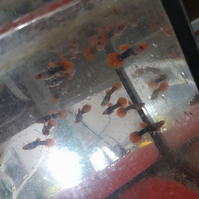 Аквариумная рыбка гуппи  тукседо