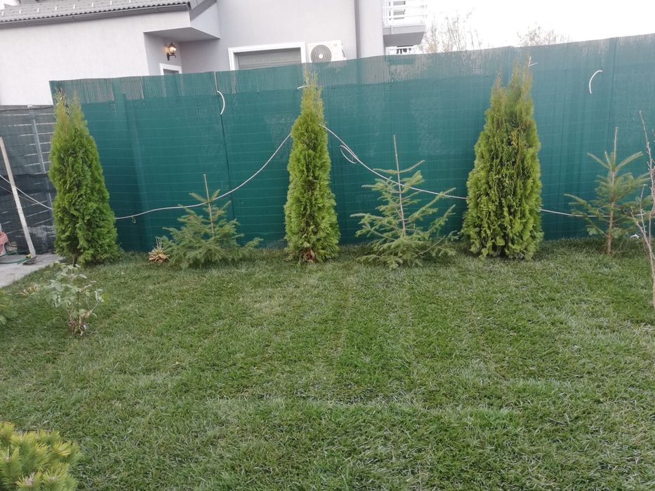 Tuia lilandi zmarard