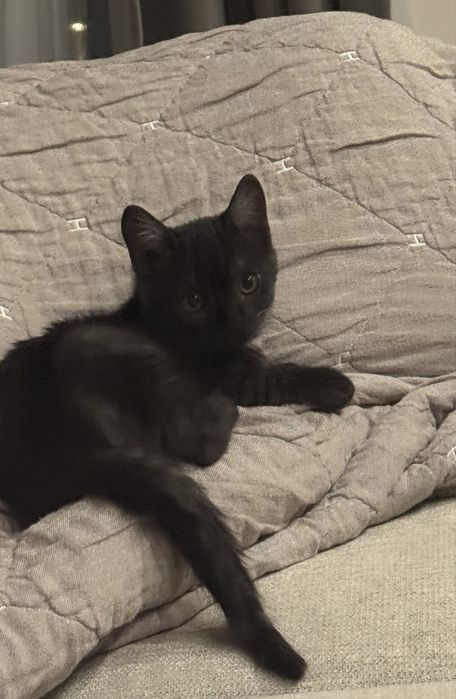 Котенок ищет дом