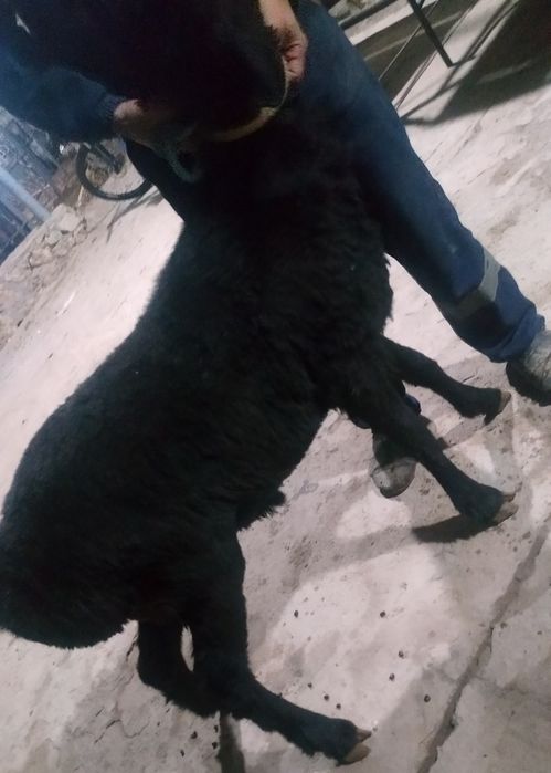 Gigant Semiz Sifat Qora Toza Qazoqi Qochqor sotiladi