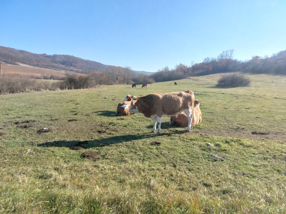 Vand doua juninci gestante