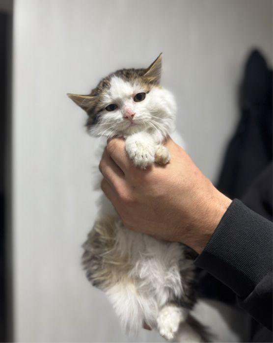 Котенок девочка 4-5 месяцев срочно ищет дом!