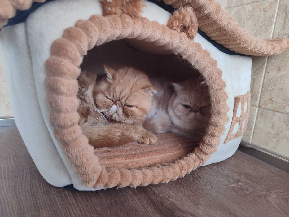 Женско екзотично персийско коте на 4 месеца.