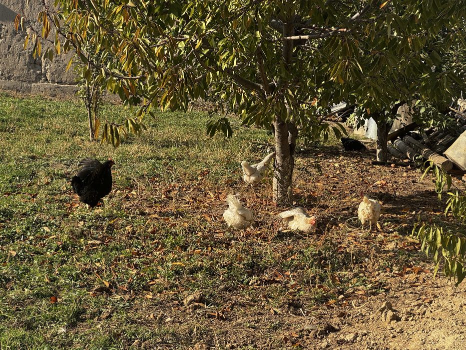14 ta tovuq 1 ta xuroz sotiladi tovula tuxumda hammasi