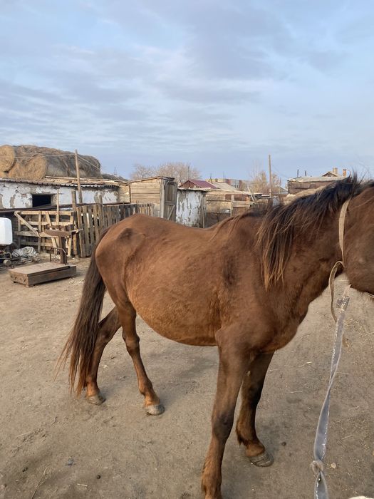 Бие сатылады 8 жасар