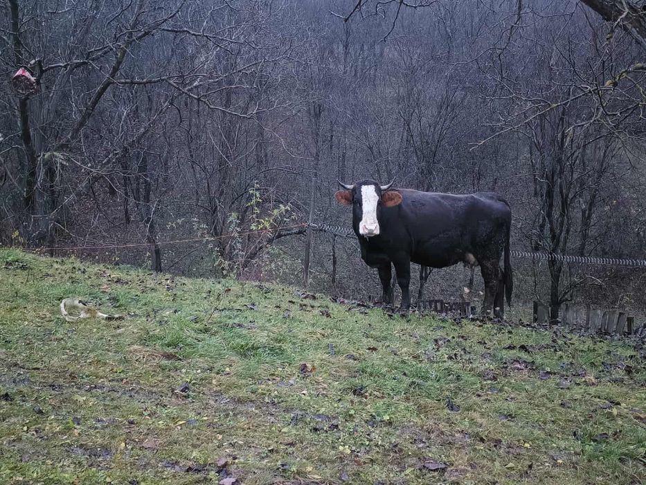 Vând vaca  foarte frumoasa