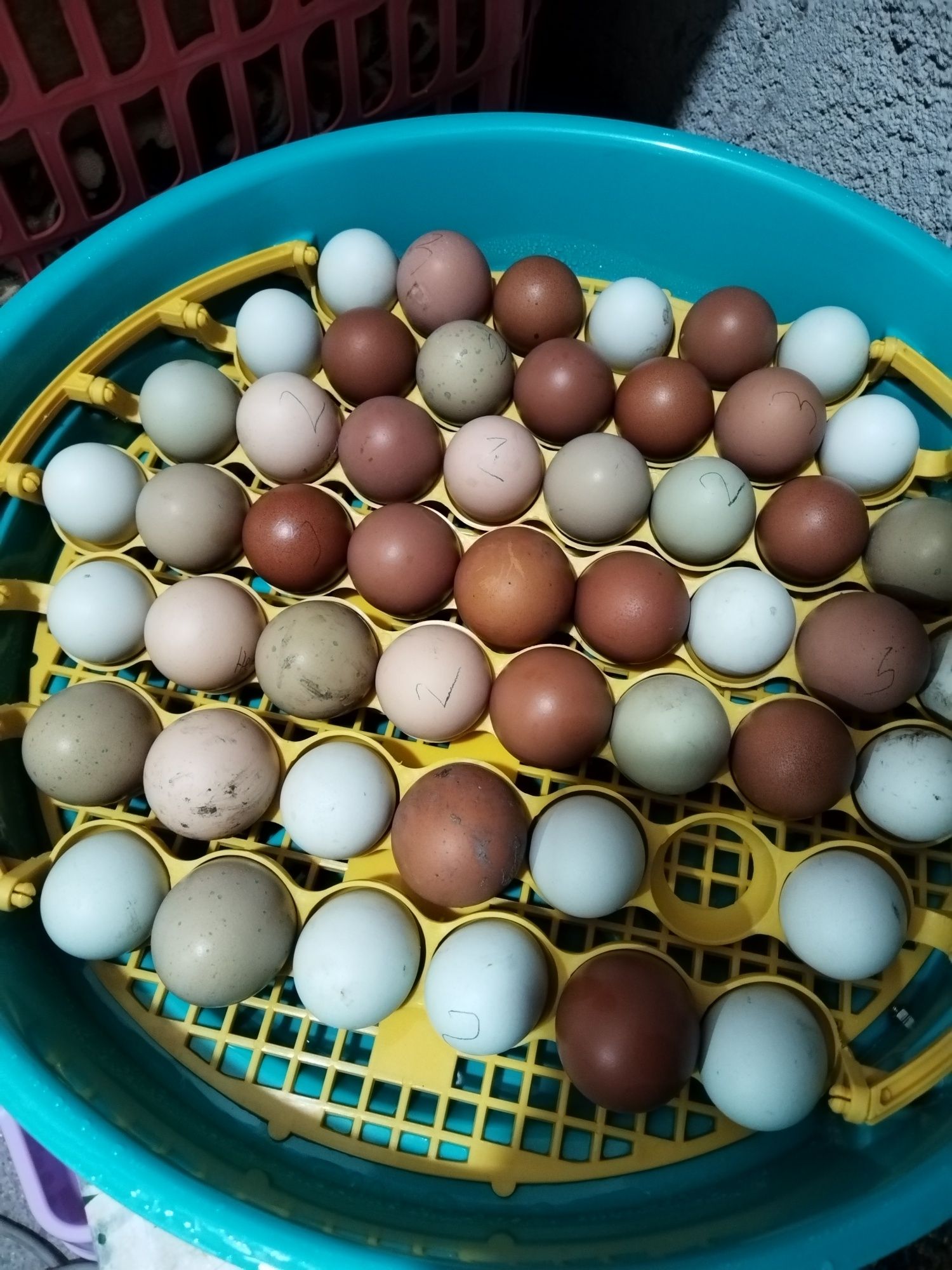 Vând oua incubat