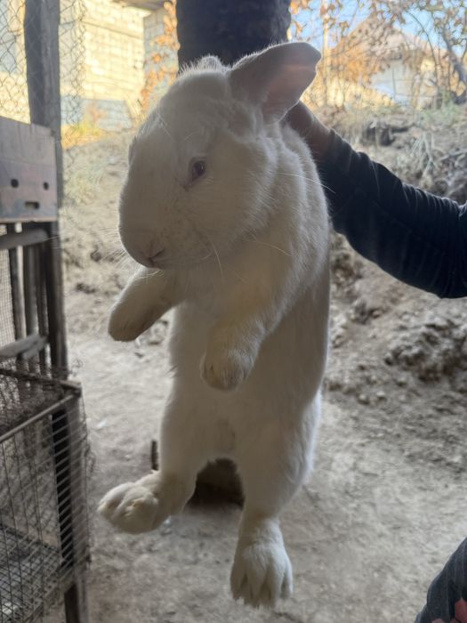 Продаётся кролик-великан