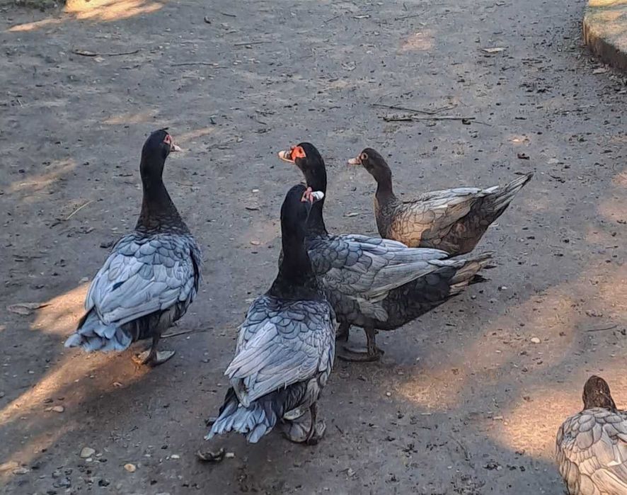 Rate mute pe albastru si negru salbatic si rate cu mot