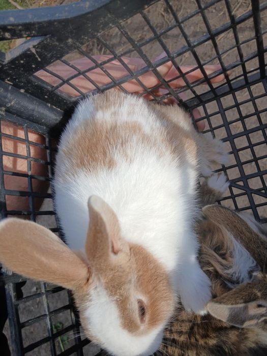 Disponibili 2 iepurași de 2 luni