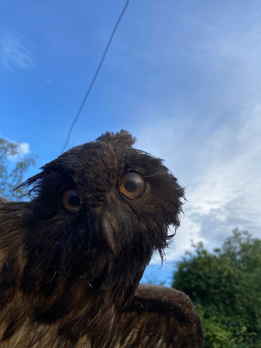 Bufniță împăiată din anul 1893