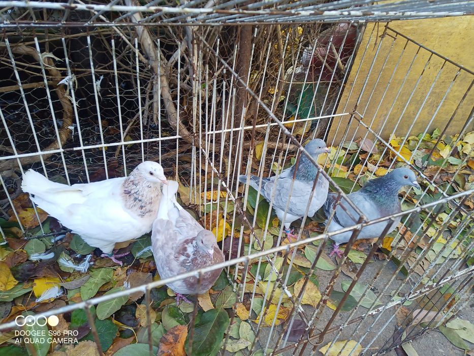 Porumbei king și texani și strasseri german