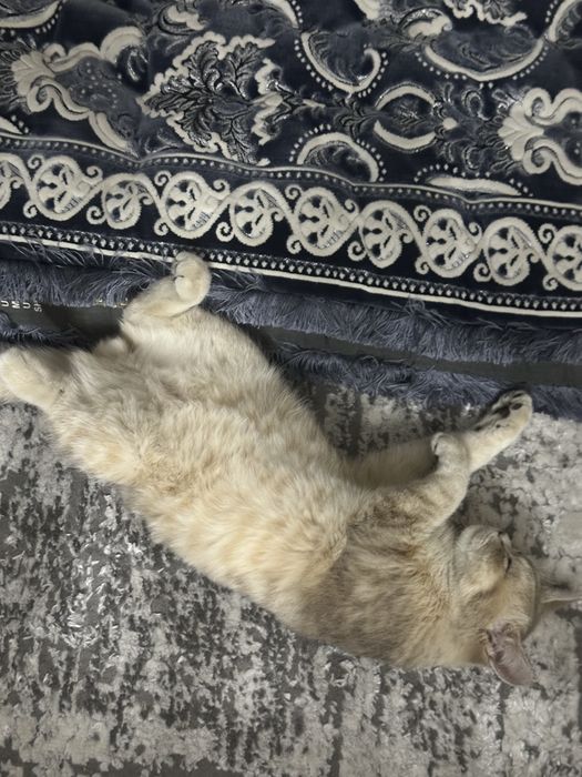 Кот, британская шиншилла